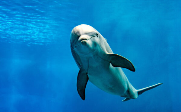 Golfe de Gascogne : le Gouvernement sommé d’agir !