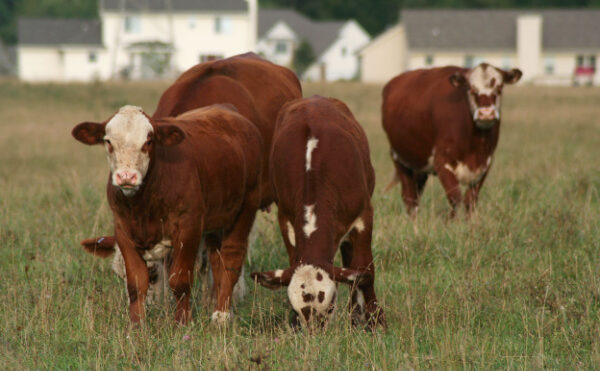 PLU et zonage agricole : vers la création d’un ordre de priorité ?