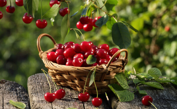 Cerises : pas de phosmet en France ?