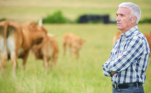 Report de l’âge légal de la retraite : un impact sur les baux ruraux ?