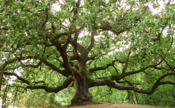 Plan local d’urbanisme (PLU) = protecteur des arbres ?