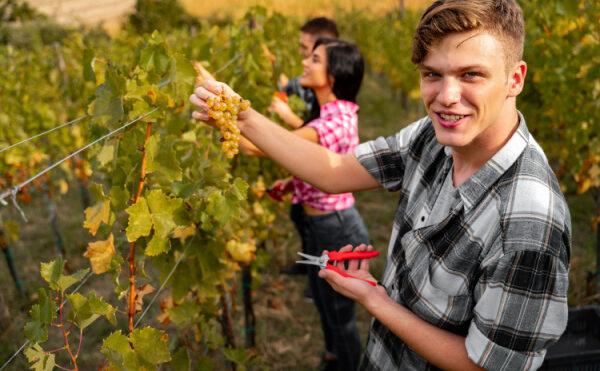 Embauche de travailleurs saisonniers agricoles : ce que vous devez savoir !