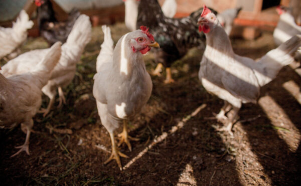 Grippe aviaire : le niveau de risque diminue…