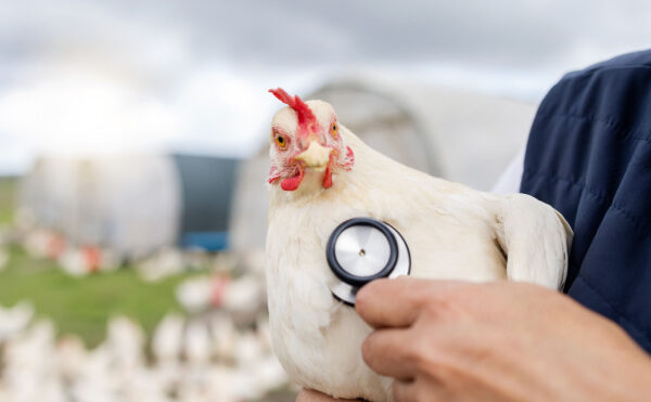 Grippe aviaire : un trou dans la trésorerie ?