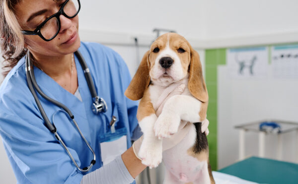 Vétérinaire et poursuite disciplinaire : focus !
