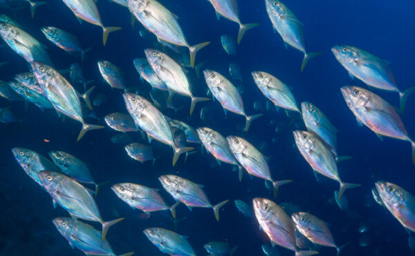 Commande de marchandise : attention à la prescription !