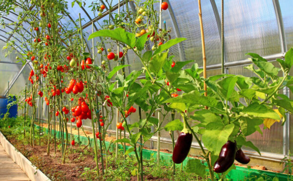 Légumes d’été sous serres chauffées : attention à la date de vente !