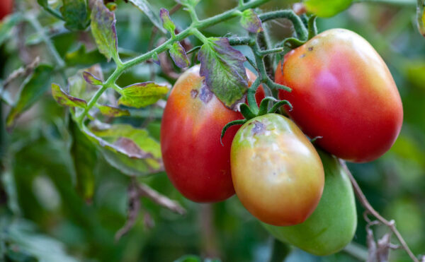 Virus de la tomate : un renforcement des mesures de protection