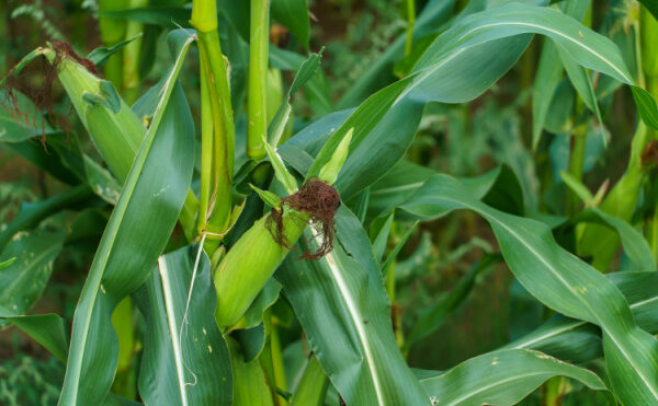 Production agricole : et si vous n’avez pas appliqué le bon taux de TVA ?