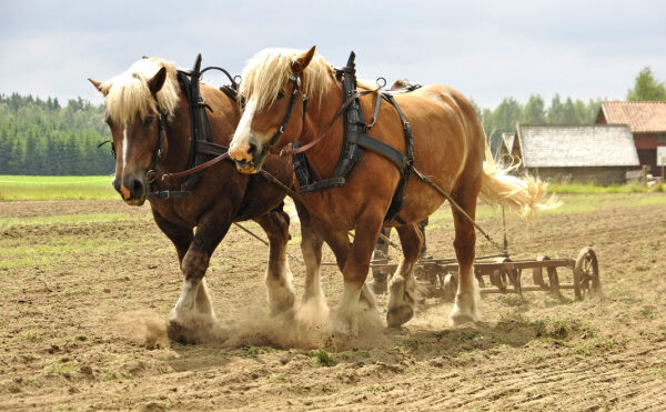 Transition écologique : tous à cheval ?