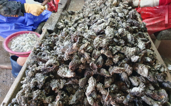 SAFER : quand le droit de préemption est mal motivé…