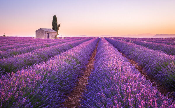 Dispositif d’aide exceptionnelle pour le secteur de la lavande : prolongé ?