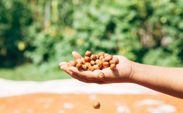 Taxe foncière : producteur-grainier = agriculteur ?