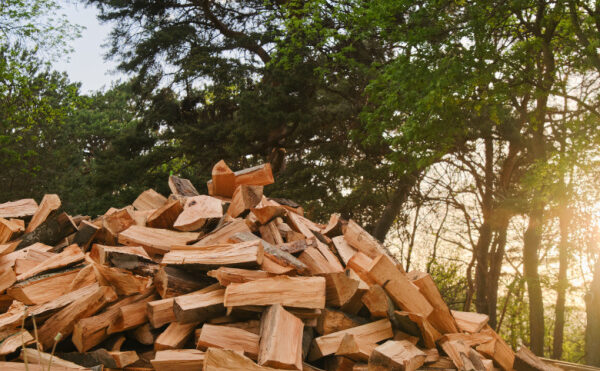 TVA pour le bois de chauffage : une forêt dense !