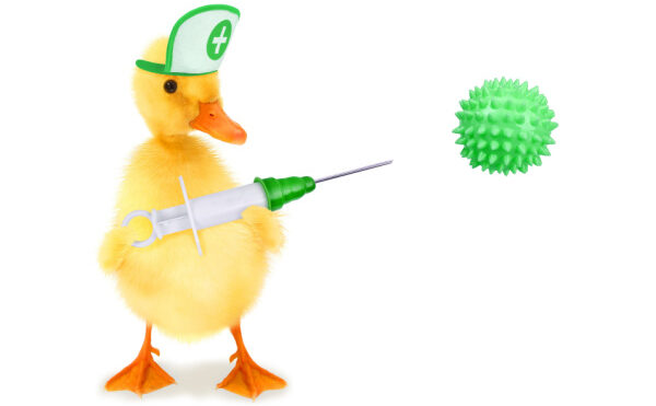 Grippe aviaire : la campagne de vaccination des canards est lancée !
