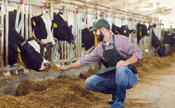 Agriculture : un plan pour l’élevage français
