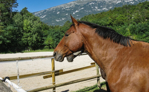 Centres équestres : TVA à 5,5 % ou à 20 % ?