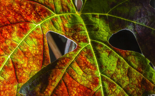 Flavescence dorée : le Gouvernement met en place une aide pour les viticulteurs