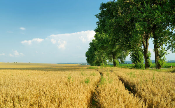 Erreur du notaire dans la notification du droit de préemption de la SAFER : cas vécu…