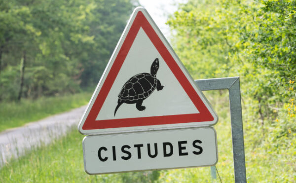 Travaux en zone Natura 2000 = destruction d’habitat d’espèce protégée ?