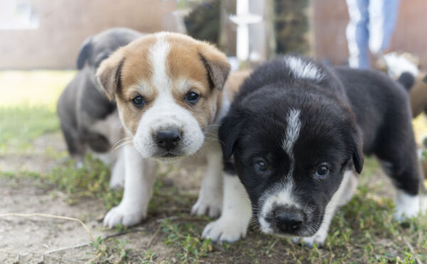 Élevages canins : une question de distance…