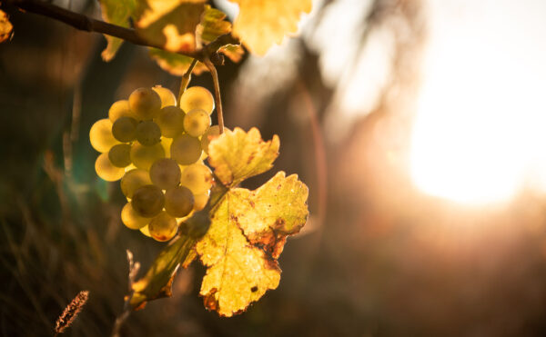 Viticulture : déblocage d’aides pour le secteur
