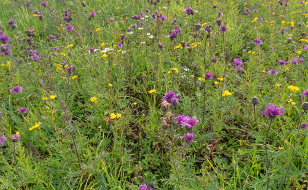 Agriculteurs : moins de jachères pour plus de cultures en 2024 ?
