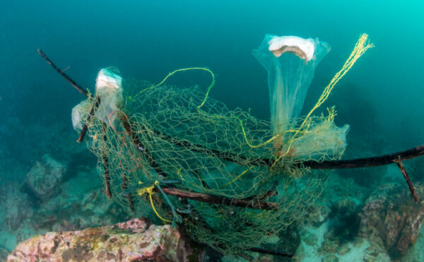 Pêche durable : création d’une plateforme web pour mieux informer les pêcheurs