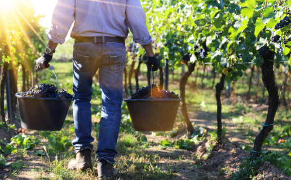 Travail saisonnier agricole : la lutte contre la fraude s’organise