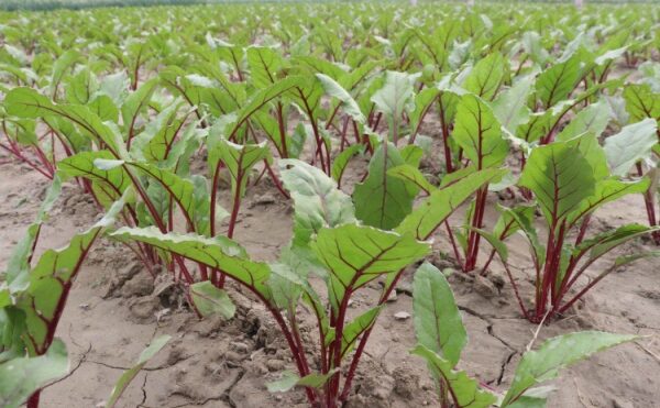 Producteurs de betteraves : ouverture du guichet d’aide financière