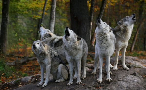 Plan loup : comment protéger les troupeaux ?