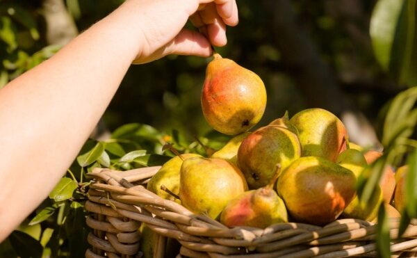 Aides couplées végétales : montants connus pour 2023