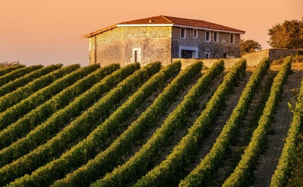 Louer un domaine viticole : avec ou sans CVAE ?