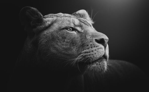 TVA sur les œuvres d’art et les objets de collection : l’administration se met à jour !