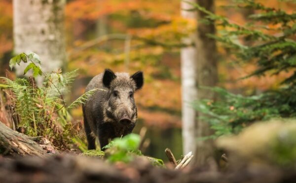 Clôture des espaces naturels : du nouveau