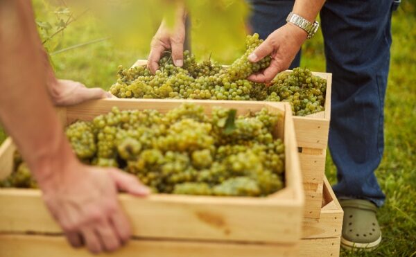 Secteur du vin : que pense l’Autorité de la concurrence de l’instauration de bornes de prix de vente ?