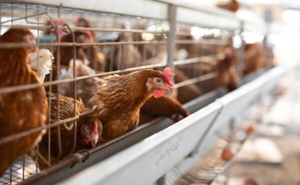 Grippe aviaire : les beaux jours sont là !