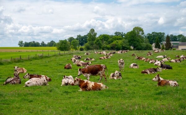 Maladie hémorragique épizootique : une prise en charge des frais possible
