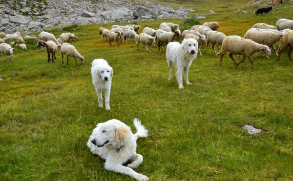 Chiens de protection des troupeaux : du nouveau !