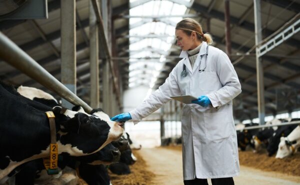 Fièvre ovine : adoption de mesures de surveillance