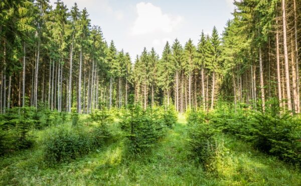 Renouvellement forestier : une aide financière sous conditions