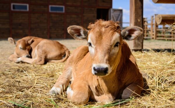 Élevage : le point sur les épidémies