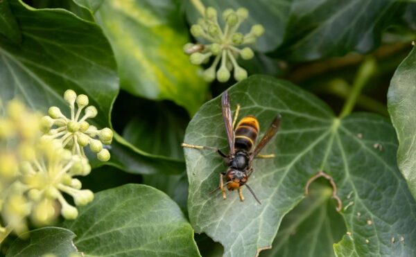 Frelons asiatiques : un plan pour aider les apiculteurs