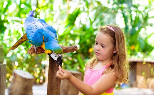 Parcs zoologiques : vers une fin du taux réduit de TVA ?