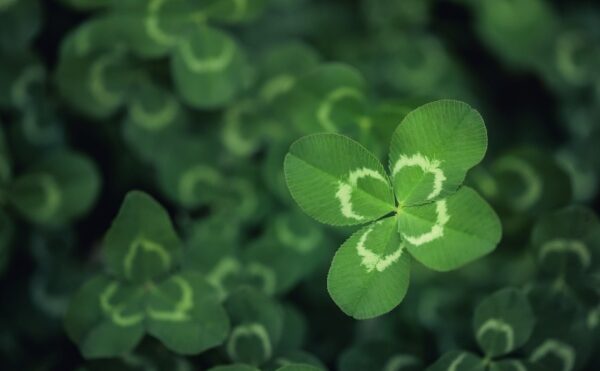 Joaillerie : le trèfle à quatre feuilles victime d’un parasit(isme) ?