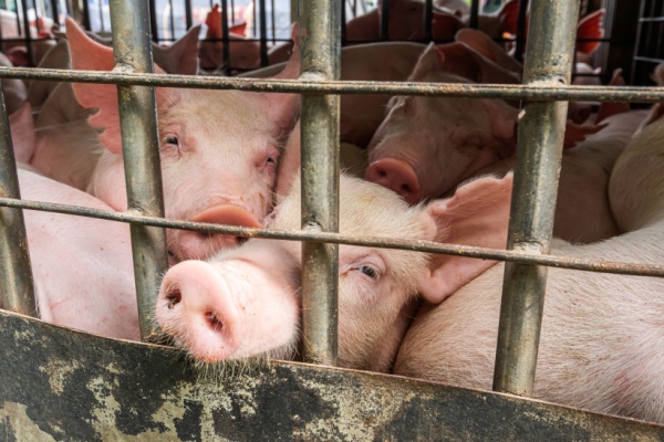 Abattoirs et protection de l’environnement : quelles modalités ?
