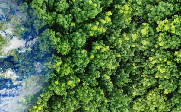 Renouvellement forestier : comment toucher les aides ?