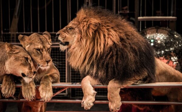 Interdiction des spectacles itinérants avec des animaux non domestiques : des aides possibles