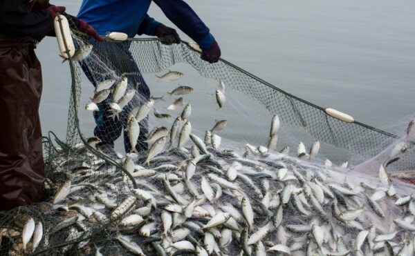 TVA à taux réduit : même pour les poissons d’empoissonnement ?