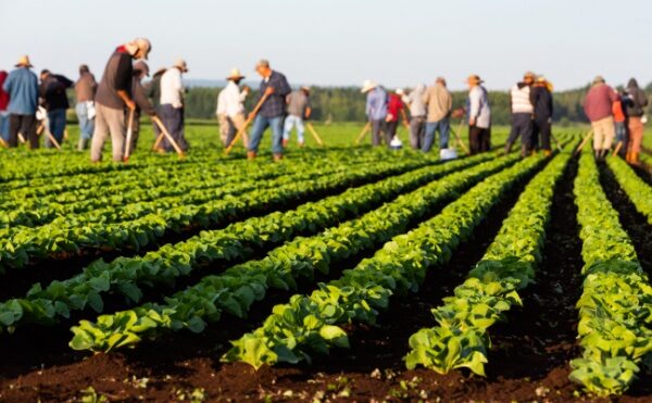 Employeurs agricoles : actualisation de l’exonération TO DE